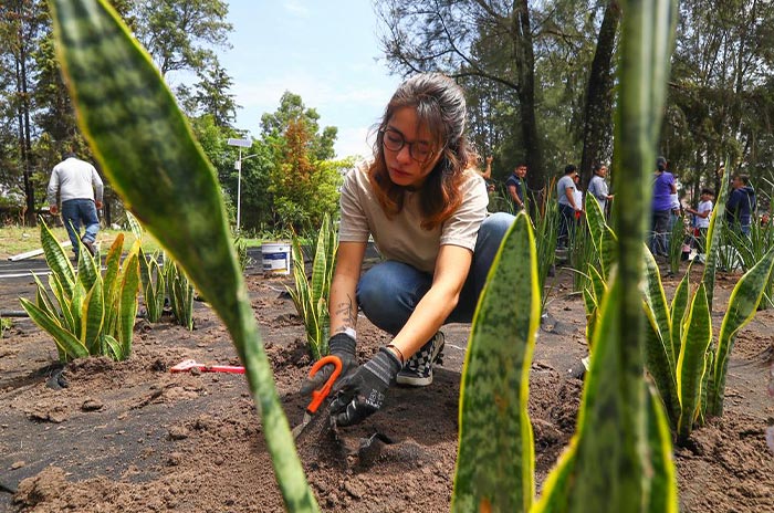 Preserva-Huixquilucan el-medio-ambiente-con-reforestación-de-parques-2.jpg